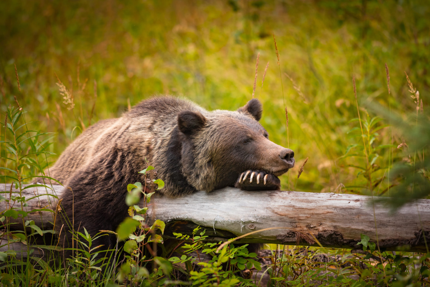 Zijn beren in Canada gevaarlijk?
