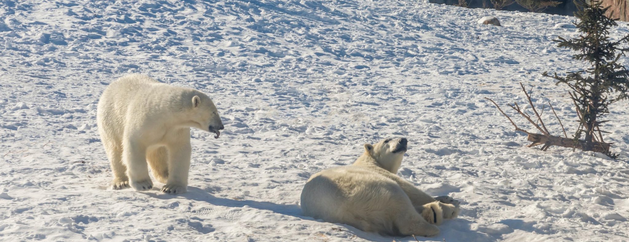 IJsberen bij Churchill Manitoba - Eva Blue